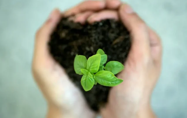 A young plant in soil being held in a person's hands.
