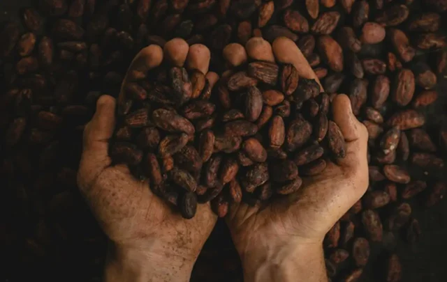 Hand cupping cocoa beans.