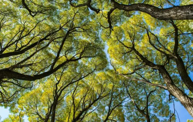 A tree canopy viewed from below.