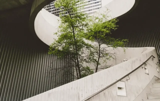 A tree growing up through the centre of a concrete stairwell.