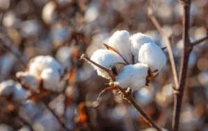COTTONUSA resized image