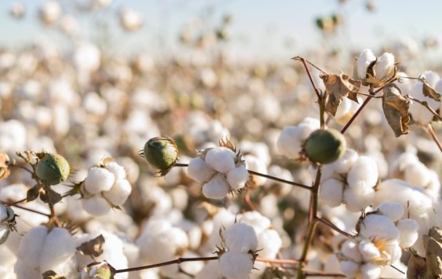 COTTONUSA Image