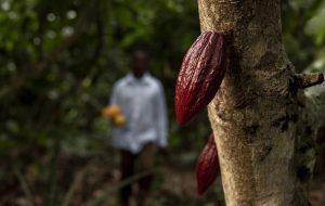 cocoa beans