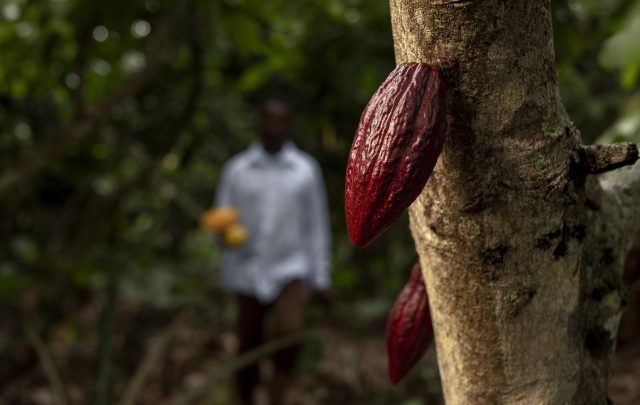 cocoa beans