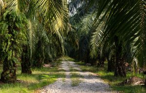 Palm trees at a palm oil plantation in south east asia